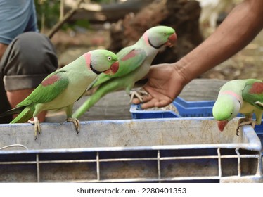 A closeup selective focus picture of a parakeets in close proximity of people and feeding in rural India. - Shutterstock ID 2280401353