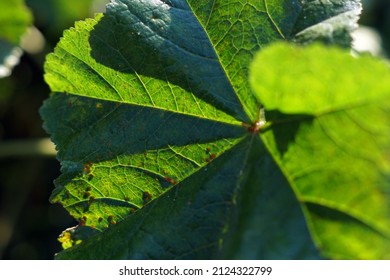 A close-up selective focus shot of a green leaf of cheeseweed plant with bright sunlight