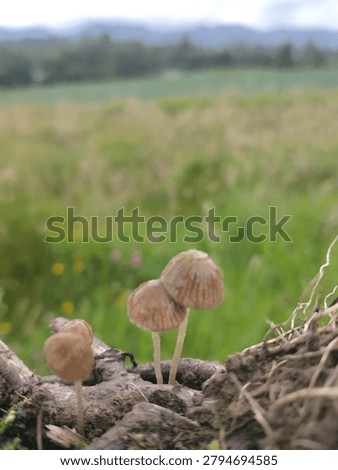 Close-up selective focus shot of small wild mushrooms (Mycena species) with striated bell-shaped caps, growing on a decaying wood log in a blurry green Andean field.