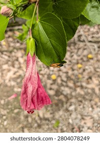 A close-up selective focus shot of a withered, drooping pink hibiscus flower with a small orange insect perched on a green leaf against a blurred ground background.