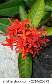 Close-up Selective Focus Soka Flower, Ixora Coccinea, Jungle Geranium, Flame Of The Woods, A Species Of Flowering Plant In The Family Rubiaceae With White And Black Garden Wall Background