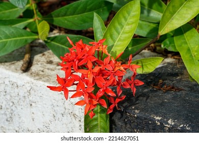 Close-up Selective Focus Soka Flower, Ixora Coccinea, Jungle Geranium, Flame Of The Woods, A Species Of Flowering Plant In The Family Rubiaceae With White And Black Garden Wall Background