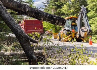 Closeup selective focus view on a closed highway as workers clear fallen trees after high wind. Branches are seen in foreground with blurry excavator.