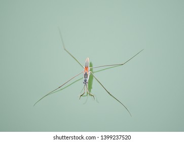 surface tension water strider