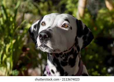 Close-up With Selective Focus Of Young Dalmatian Dog With Attentive Look On Natural Green Background. White Dog With Black Spots, 101 Dalmatians Movie Star.