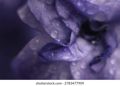 Close-up selective soft focus blue; violet hyacinth Flower bud Petals with Water Drops. Natural art smoke blur background.