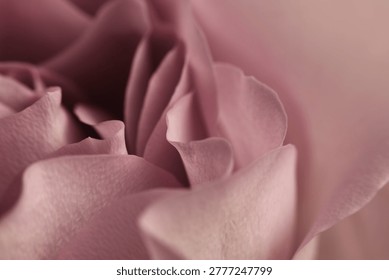 Close-up selective soft focus cream beige pink Rose Fower bud Pe