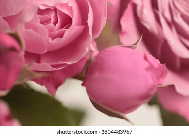 Close-up selective soft focus cream beige pink Rose Fower bud Petal bouquet. Macro Natural blur abstract background.