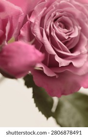 Close-up selective soft focus cream beige pink Rose Fower bud Petal bouquet. Macro Natural blur abstract background.