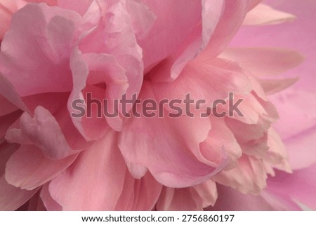 Close-up selective soft focus cream beige, pink Peony Flower bud Petals. Natural art abstract background.