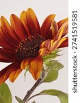 Close-up selective soft focus Orange, yellow, red small decorative Sunflower flower bud  on light gray.