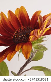 Close-up selective soft focus Orange, yellow, red small decorative Sunflower flower bud  on light gray.