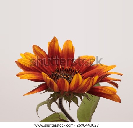 Close-up selective soft focus Orange, yellow, red small decorative Sunflower flower bud  on gray. 