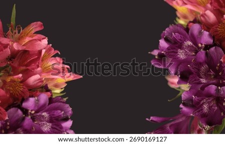 Close-up selective soft focus pink, violet Alstroemerieae lily flower, petal on black gray. Macro blur natural abstract background.