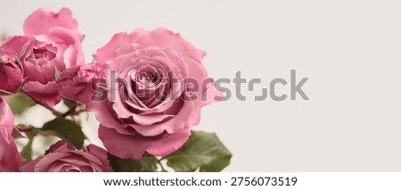Close-up selective soft focus pink, red, purple Rose Fower bud petal bouquet. Macro Natural blur abstract beige horizontal background.