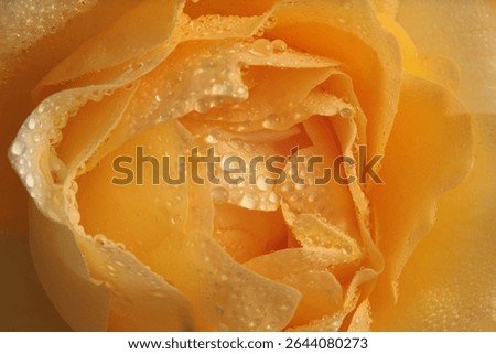 Close-up selective soft focus yellow Rose Flower bud petal with water drop. Natural background.
