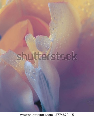 Close-up Selective soft focus Yellow, violet lilac tulip flower Petal, leaf with water Drops. Macro natural abstract background.