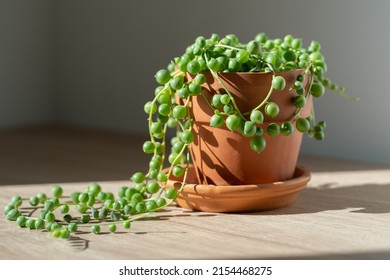 Closeup of Senecio rowleyanus houseplant in terracotta flower pot at home, sunlight. String of pearls. Variety of succulents in Africa. Love plants. 