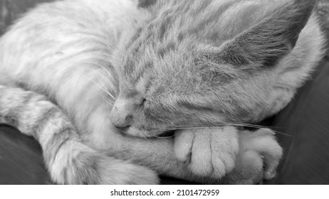 A Closeup Of Senior Cat Sleeping, Black And White Photo