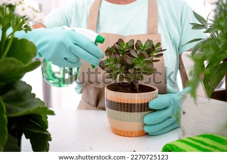 Closeup of senior caucasian woman gardener in casual clothes and protective gloves taking care of house plants, concept of home garden and hobby