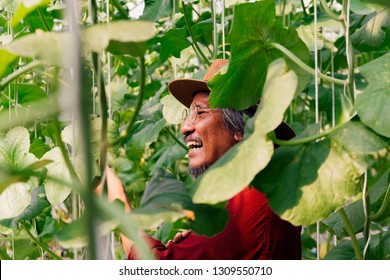 Close-up Of Senior Happy Smiling South East Asian Farmer Laughing With Teeth In Green Agriculture Farmland