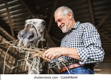 A close-up of a senior man feeding a horse hay in a stable. - Powered by Shutterstock