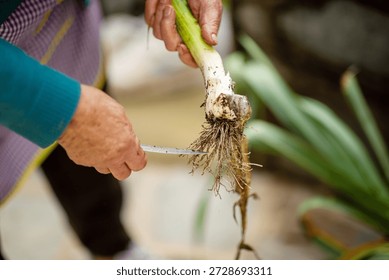 Close-up of senior person's hands using a knife to trim soil and roots from a freshly picked leek in preparation for cooking or storage