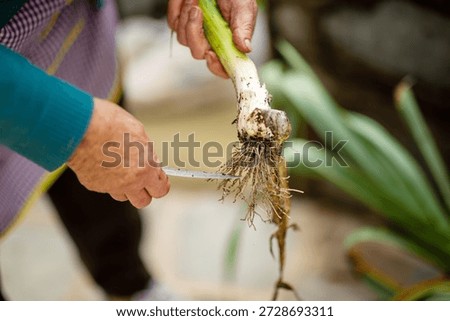 Close-up of senior person's hands using a knife to trim soil and roots from a freshly picked leek in preparation for cooking or storage