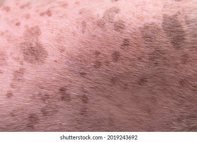 Closeup Senior Poodle Dog Butt With Blackspot And Redness Or Rash Skin Problems Texture Background .Hyperpigmentation At Vet Visit