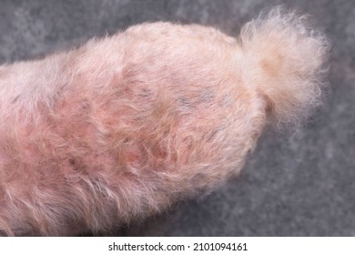 Closeup Senior Poodle Dog Butt With Blackspot And Redness Or Rash Skin Problems.Hyperpigmentation At Vet Visit