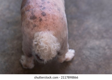 Closeup Senior Poodle Dog Butt With Blackspot And Redness Or Rash Irritation Skin Problems.Hyperpigmentation At Vet Visit