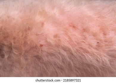 Closeup Senior Poodle Dog Irritated Body Or Back With Hotspot Fungus And Redness Or Rash With Allergic Skin Problems Texture Background . Animal Healthcare At Vet Visit