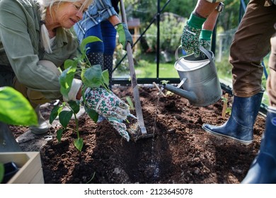 Close-up Of Senior Women Friends Planting Vegetables In Greenhouse At Community Garden.