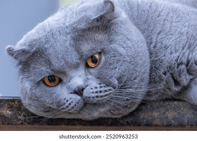 Close-up of a serene grey British Shorthair cat with striking orange eyes, lying down and relaxing with a calm expression. - Powered by Shutterstock