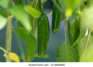 Closeup Of A Serrano Pepper Plant With Green Fruits