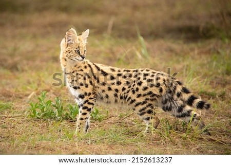 A closeup of a Serval in a forest