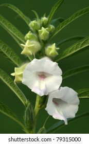 Closeup Of Sesame Flower