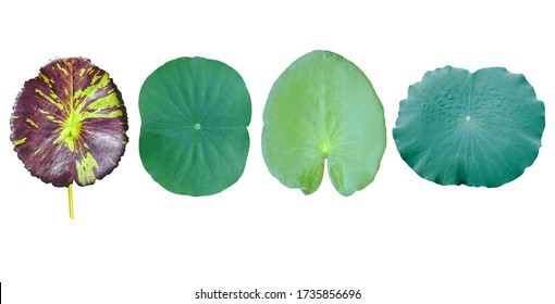 Closeup set of four of green Lotus leaves isolated on white background, Soft focus
