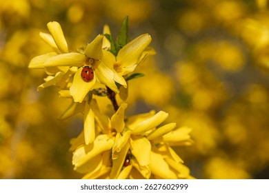 Close-up of seven-spotted ladybug resting on bright yellow forsythia flowers in full bloom during spring. Macro image shows interaction between insect and flowering shrub in nature
