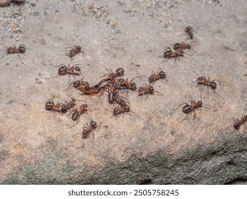 Close-up of several ants trying to transport a captured earwig to their nest.