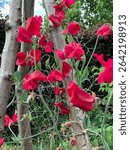 A close-up of several bright red sweet pea flowers climbing up a support structure made of branches. The flowers are in full bloom, with their characteristic ruffled petals and delicate tendrils.