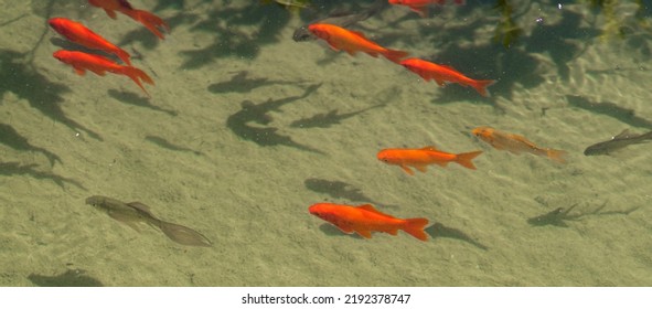 51,928 Orange Koi Images, Stock Photos & Vectors | Shutterstock