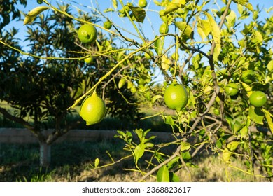 Closeup of several green lemons in full development on a rural orchard tree - Shutterstock ID 2368823617