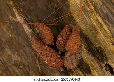 Close-up of several pine cones resting on a weathered wooden surface. The earthy tones and rustic texture of the cones contrast with the rough, mossy wood, evoking a sense of nature and the outdoors.  - Powered by Shutterstock