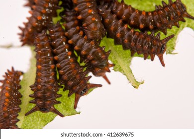Closeup of several Pipevine Swallowtail caterpillars feeding on a Pipevine leaf