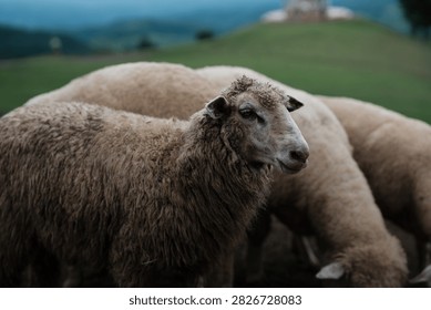A close-up of several sheep with thick wool grazing on a grassy hillside with a blurred background of hills and trees.