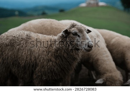 A close-up of several sheep with thick wool grazing on a grassy hillside with a blurred background of hills and trees.