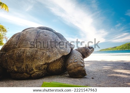 Close-up of Seychelles Giant Tortoises, (Aldabrachelys gigantea)
