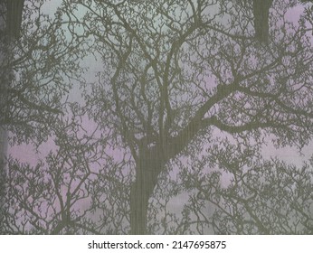 Close-up Of The Shadow Of A Branch On A Sheer Cloth See A Gray Shadow, Suitable For Background And Design Projects.