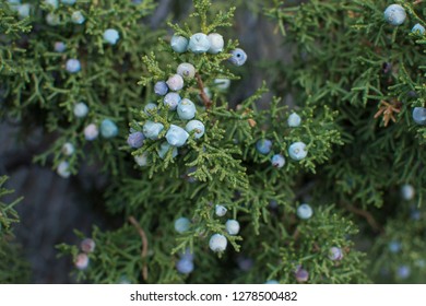 Close-up Shallow Depth Of Focus Ripe California Juniper Berries On Juniperus Californica Tree